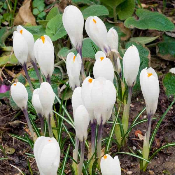Bulbes à fleurs à planter à l'automne - Crocus Jeanne D'Arc (x12) - face recto